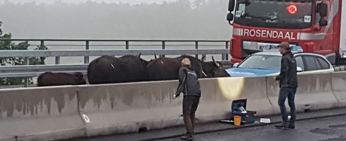 Wasserbüffel laufen auf deutsche Autobahn – Langer Stau