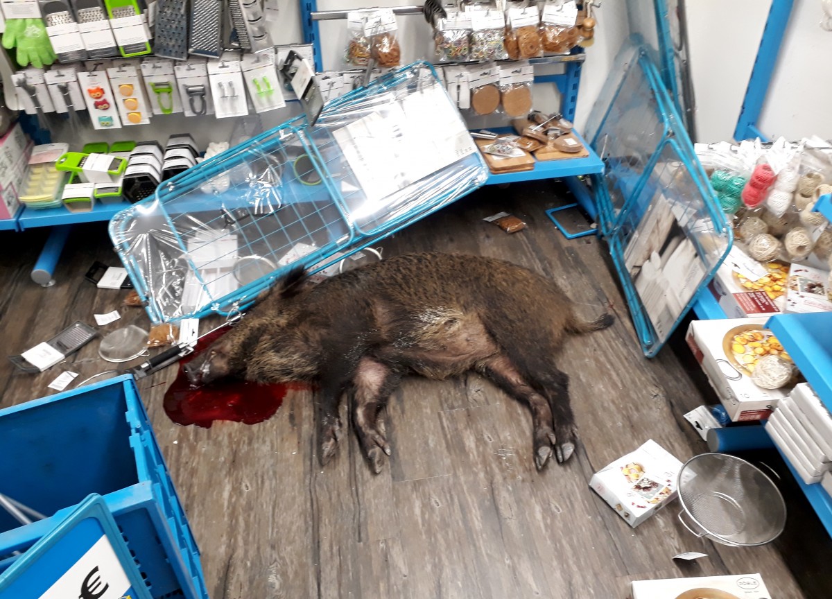 Wildschwein rennt im Saarland in zwei Läden und wird erschossen