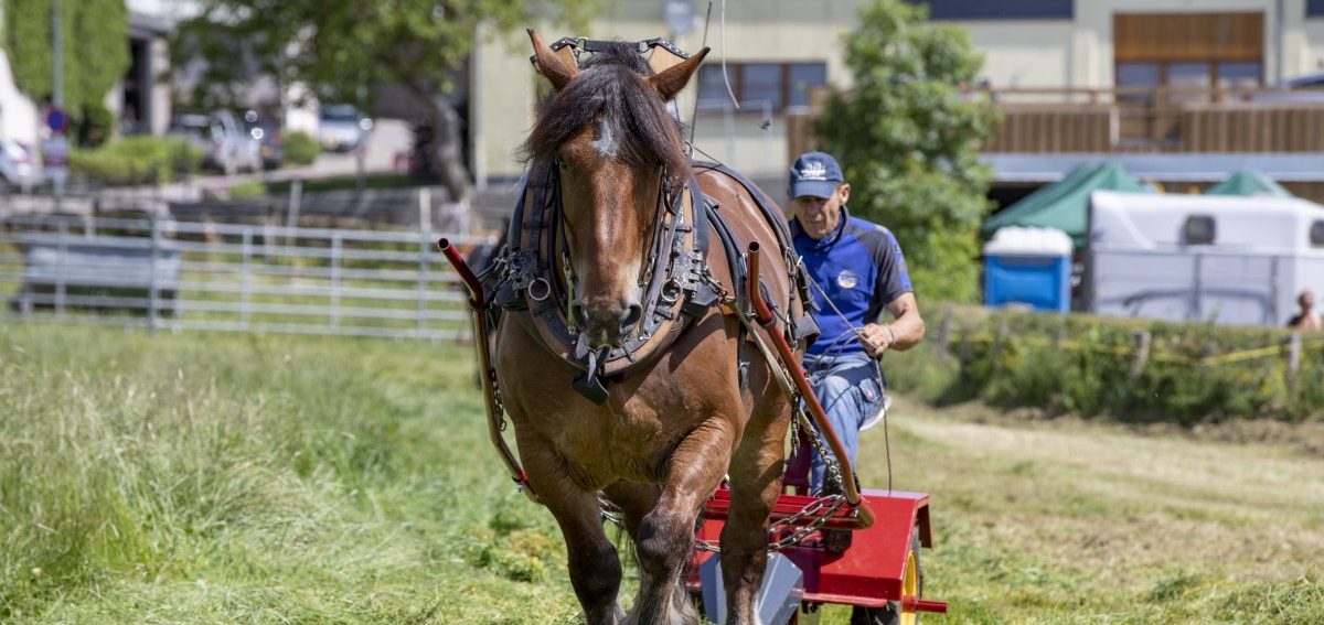 Das Ardenner-Pferd soll wieder arbeiten