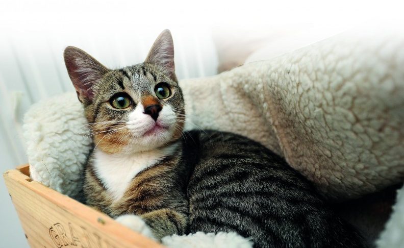 Erkennen wir die Würde der Tiere an?