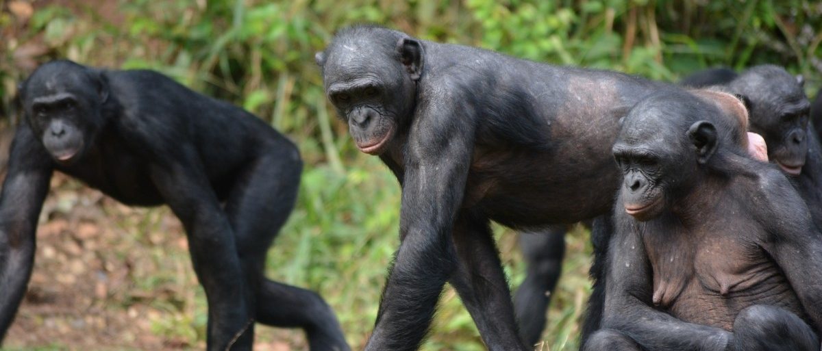Gefährdete Bonobos im Kongo machen „Liebe statt Krieg“