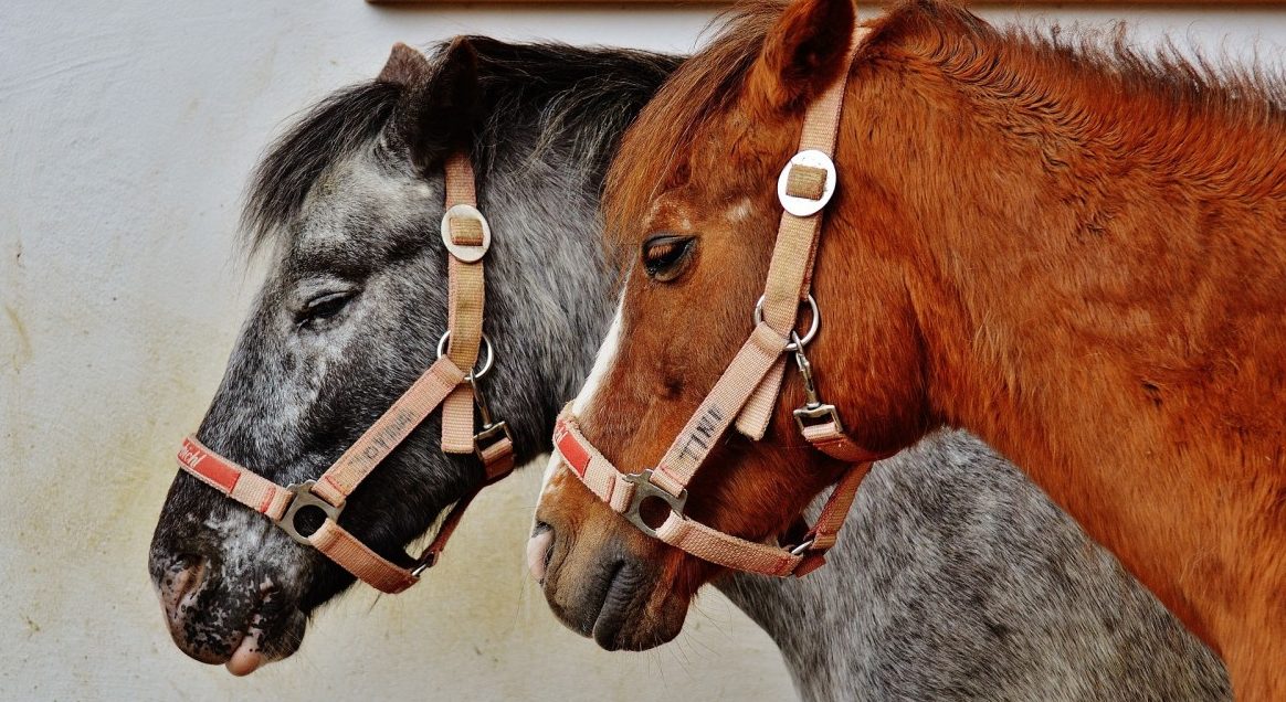 „Lëtzebuerger Déiereschutzliga“ plant Gnadenhof für Vierbeiner