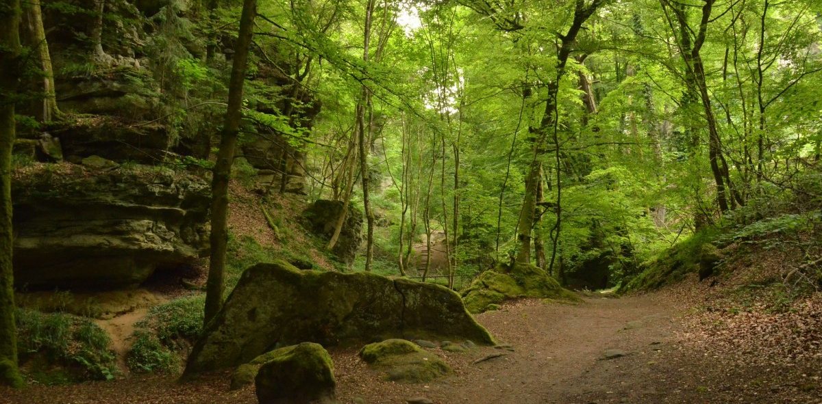 Nach 400 Jahren: Luxemburg bekommt ein neues Waldgesetz