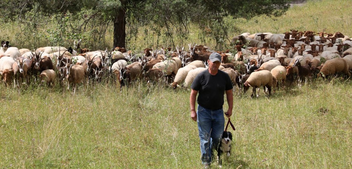 Minette: Schafe und Ziegen – die besseren Mähmaschinen