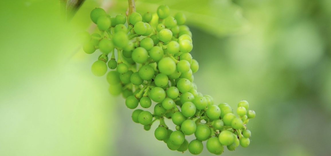 In voller Blütenpracht. Fast.