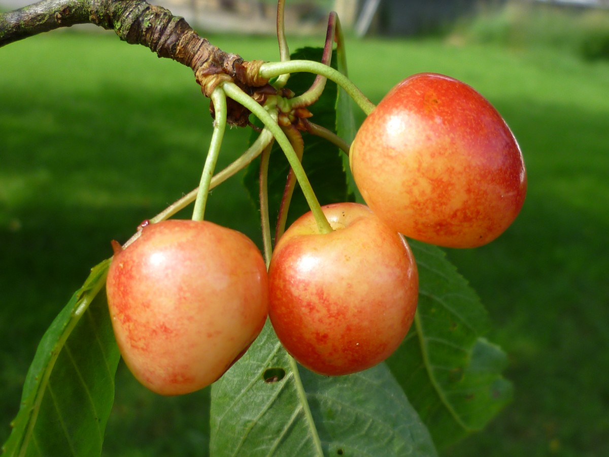 Alte Obstsorten in Luxemburg: Vergessen, aber nicht verschwunden