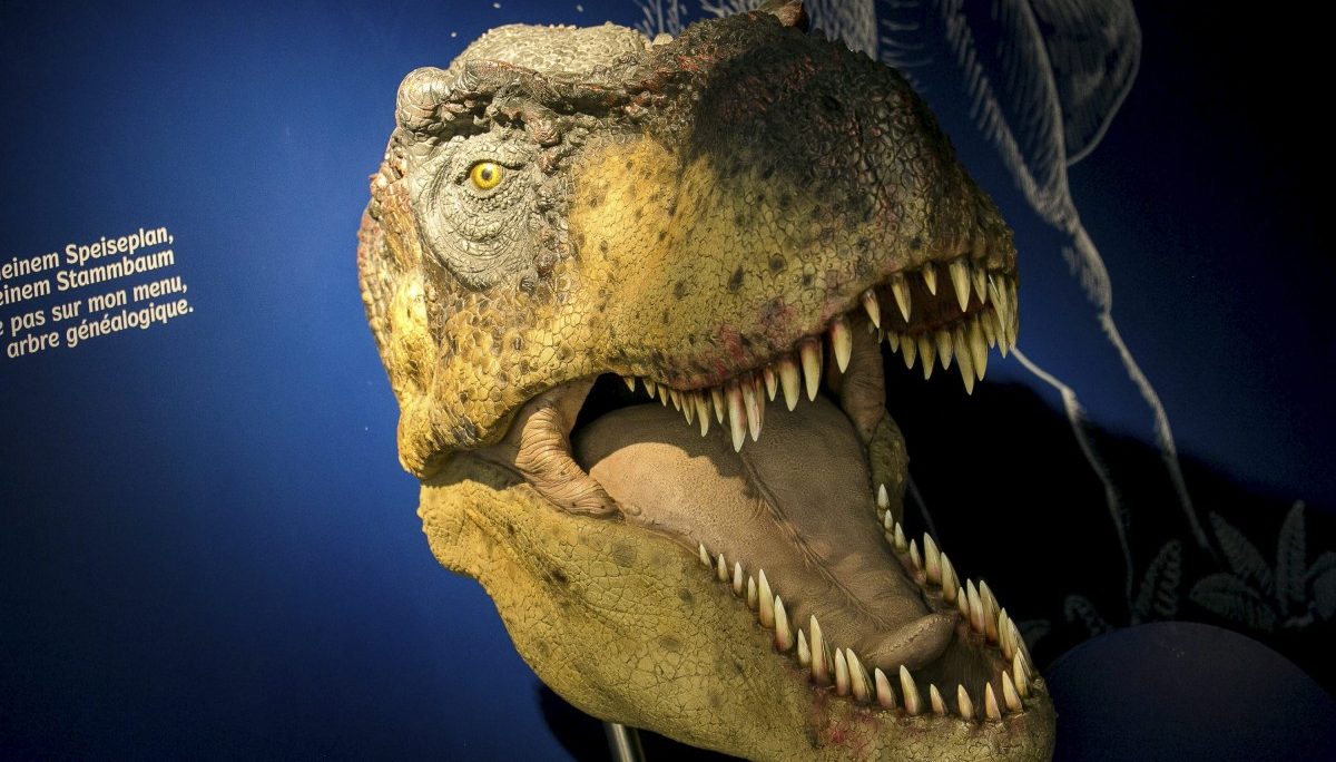 „Musée national d’histoire naturelle“ rückt Artenvielfalt und Evolution in den Vordergrund