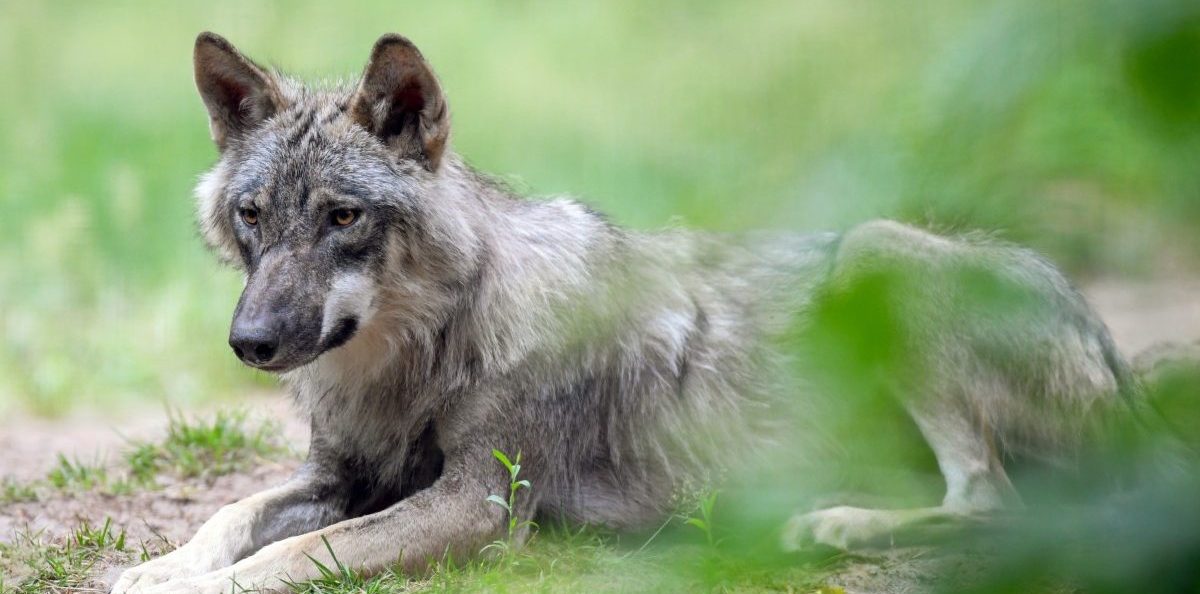 Luxemburgs Umgang mit dem Wolf