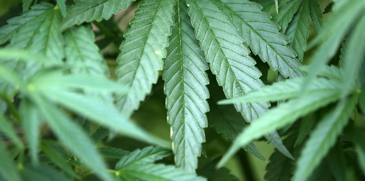 Chamber-Anhörung: „Wann d’Cannabis grouss sinn“