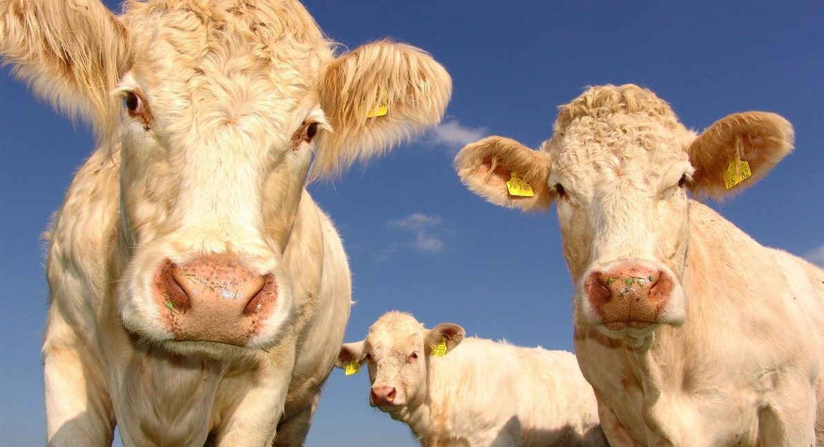 Seit dem 1. Juli gilt die neue Kennzeichnungspflicht für Rinder