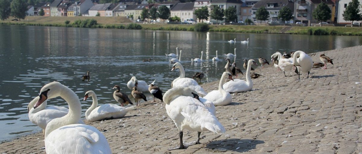 Wasserbillig – Mehr als nur Tank und Rast