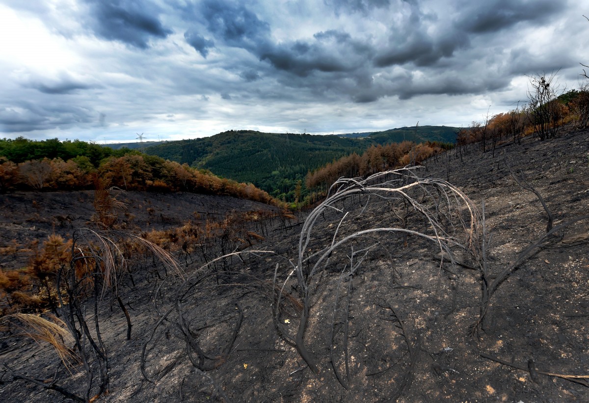Nach dem Waldbrand: „Die Natur nimmt sich alles zurück“