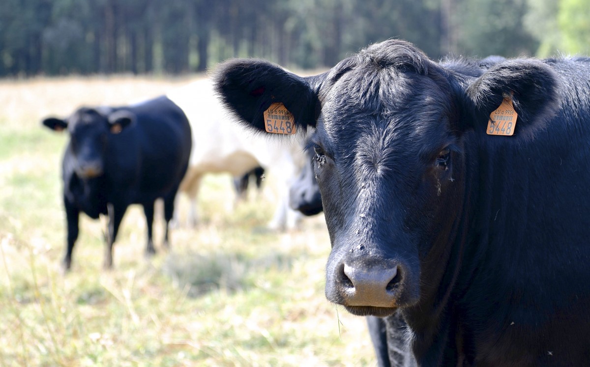 Das ganze Jahr draußen: Projekt versucht alternative Rinderhaltung in Luxemburg