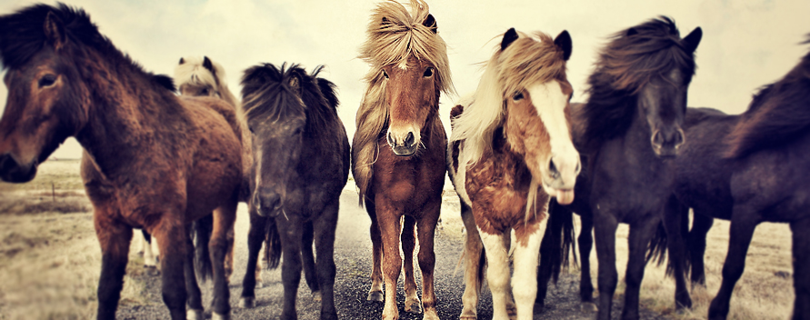 Warum Wanderritte so faszinierend sind – und Isländer solche Allrounder