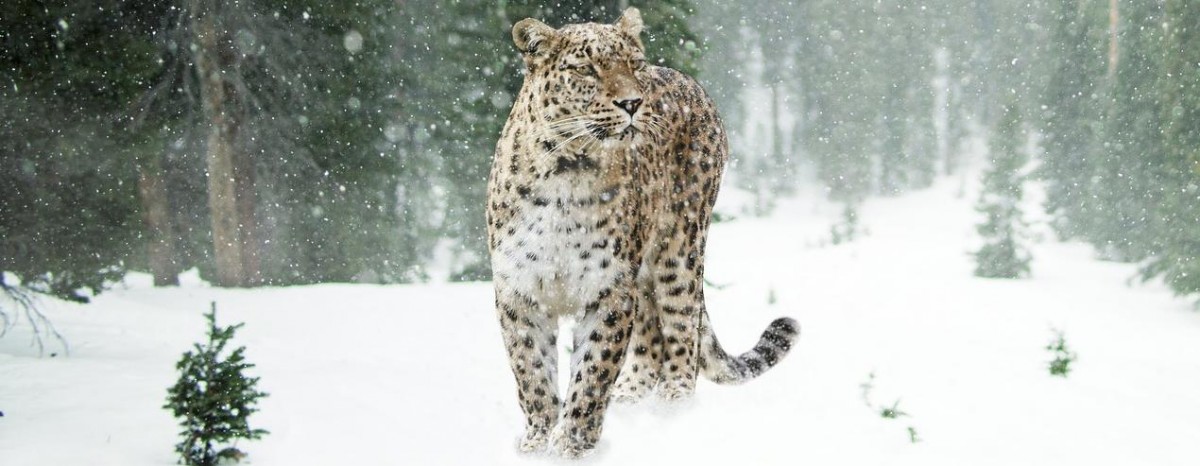 Luxemburg gibt neun Millionen Euro für den Artenschutz