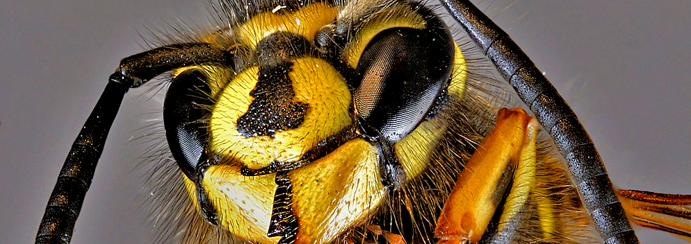 Wespen sind nicht nur lästige Störenfriede – Luxemburger Verein wirbt um Verständnis