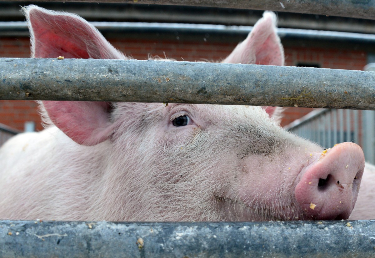 Afrikanische Schweinepest bricht vor den Toren Luxemburgs aus
