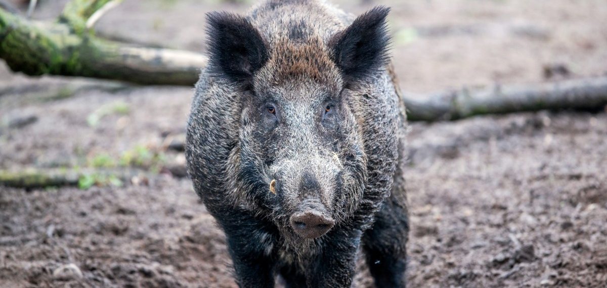 Wie das Landwirtschaftsministerium mit der Afrikanischen Schweinepest umgeht