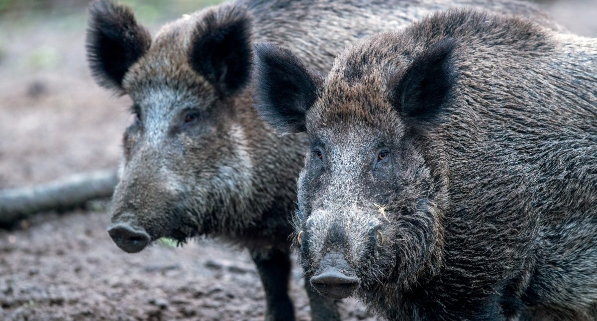 Hunderte Fälle befürchtet: Belgien kämpft gegen Schweinepest