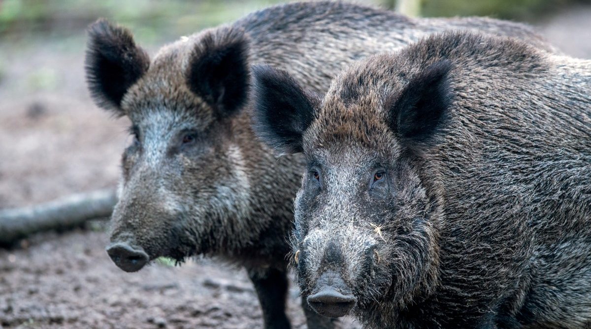 Fälle von Afrikanischer Schweinepest nahe Luxemburger Grenze in Belgien