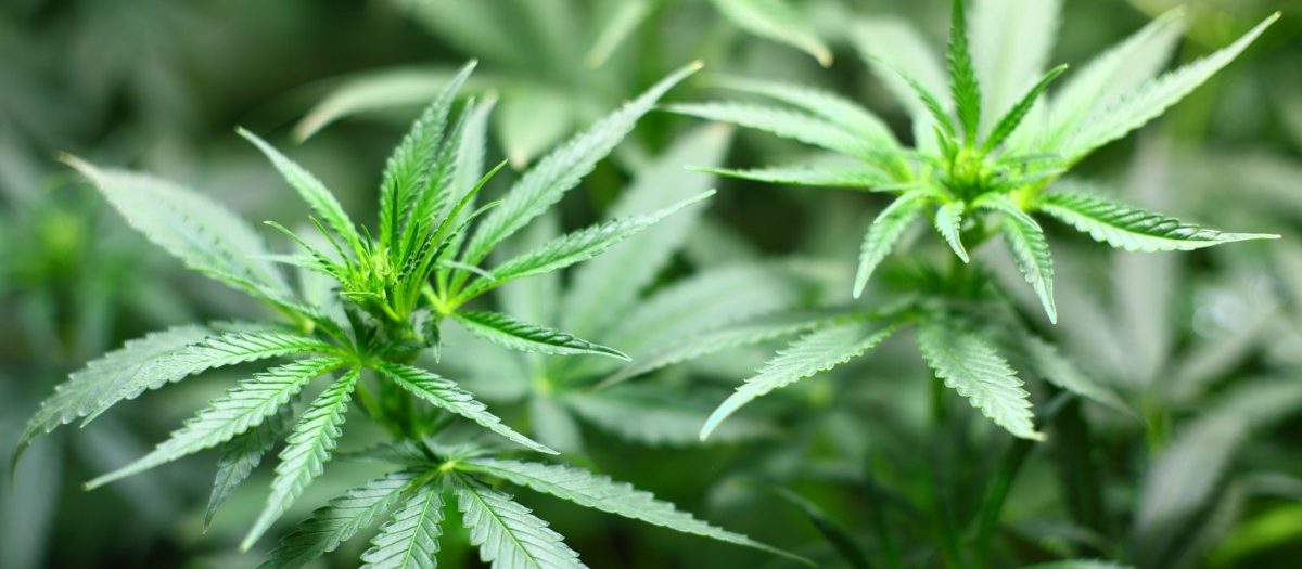 Wird Cannabis in Luxemburg bald komplett legalisiert?