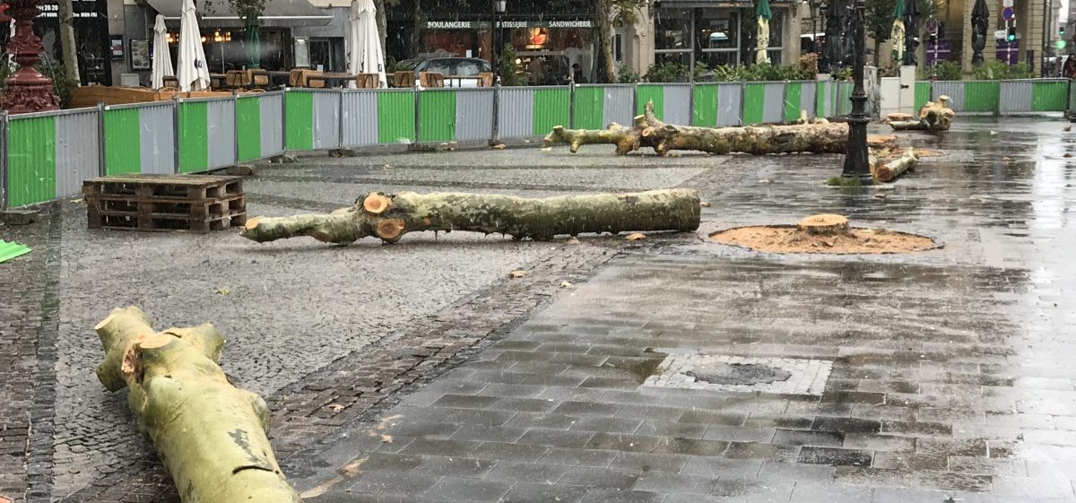 Neuer Tram-Abschnitt: Arbeiter fällen erste Bäume in der Avenue de la Liberté
