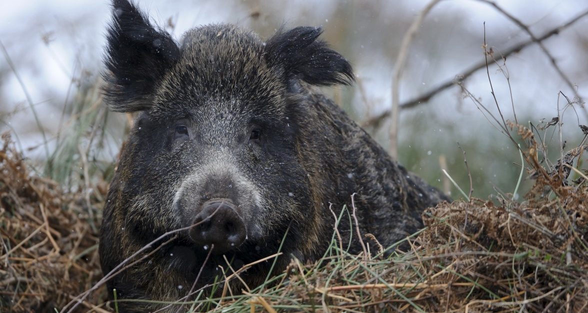Schwein gehabt: Afrikanische Schweinepest noch nicht hierzulande angekommen