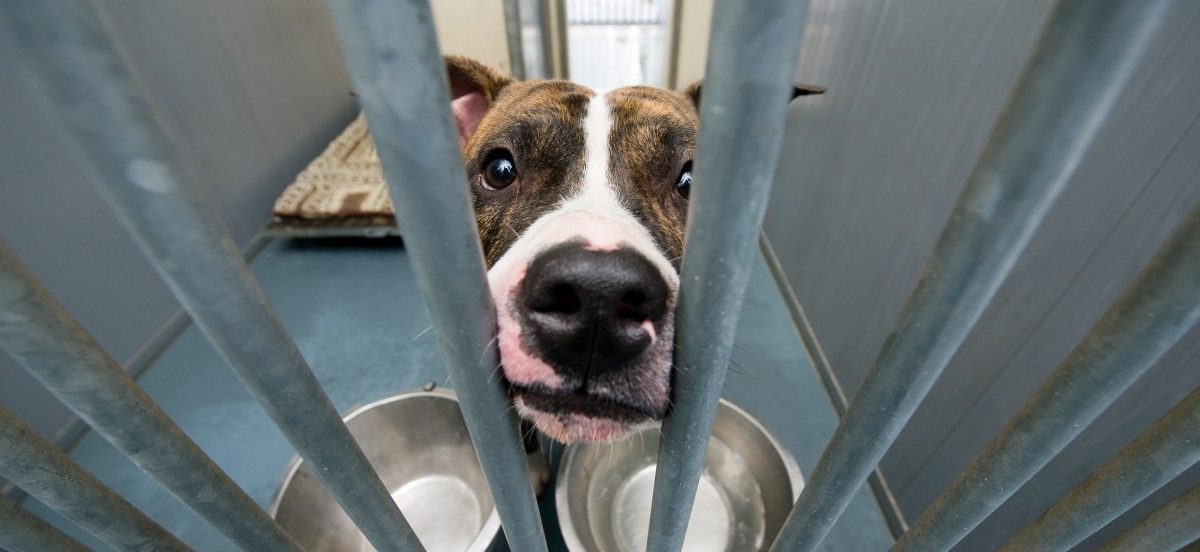 Letzte Chance im Tierasyl –  Wie Listenhunde adoptiert werden