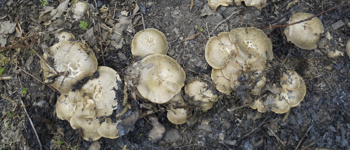 „Eigentlich sollte es ihn hier nicht geben“ – Im Wald bei Wilwerwiltz wächst ein rätselhafter Pilz