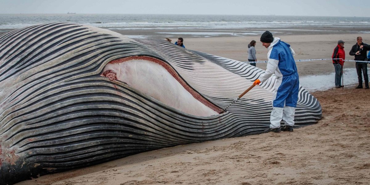 Meeres-Riese strandet an einem beliebten Ferienort in Belgien