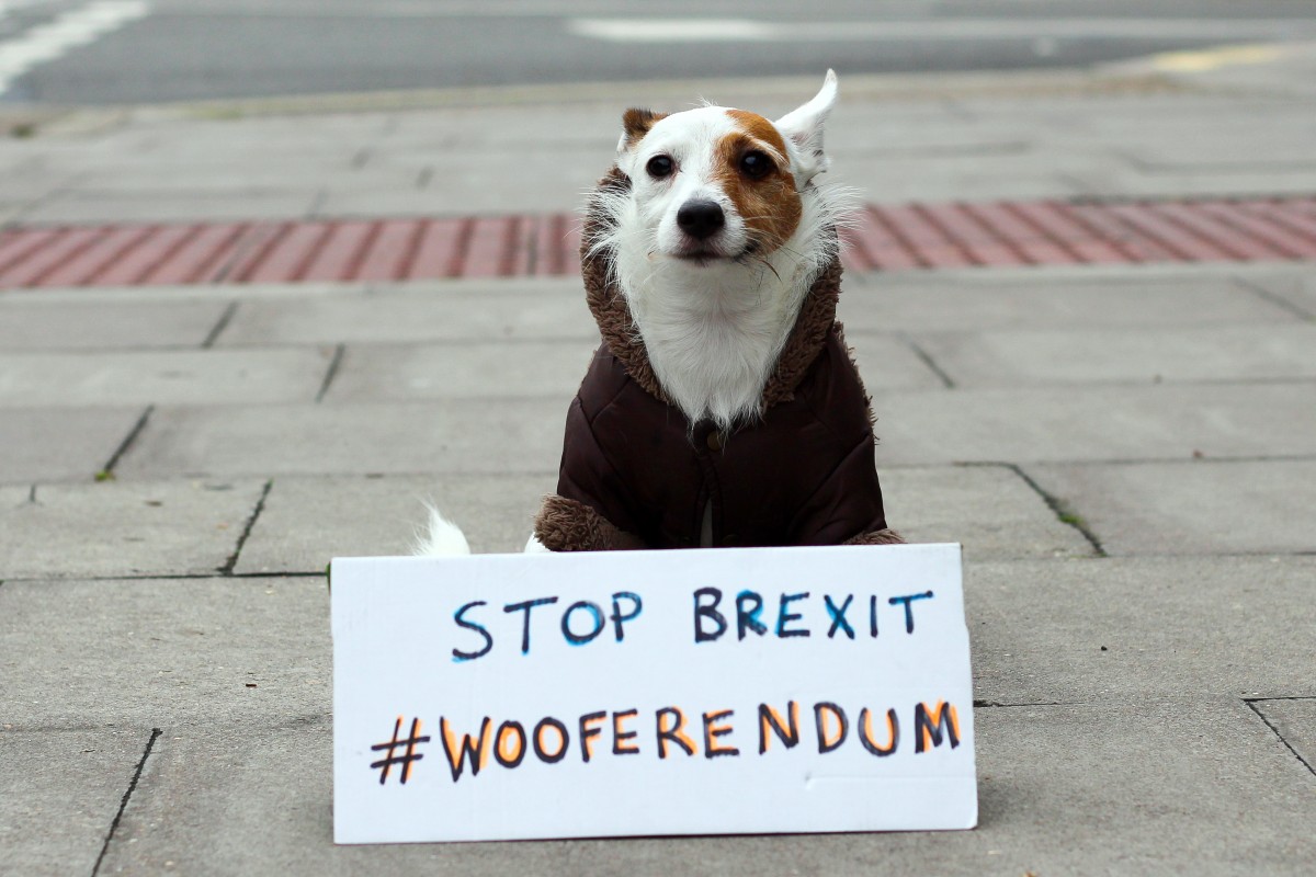 Das „Wooferendum“: Hunde kämpfen gegen den Brexit