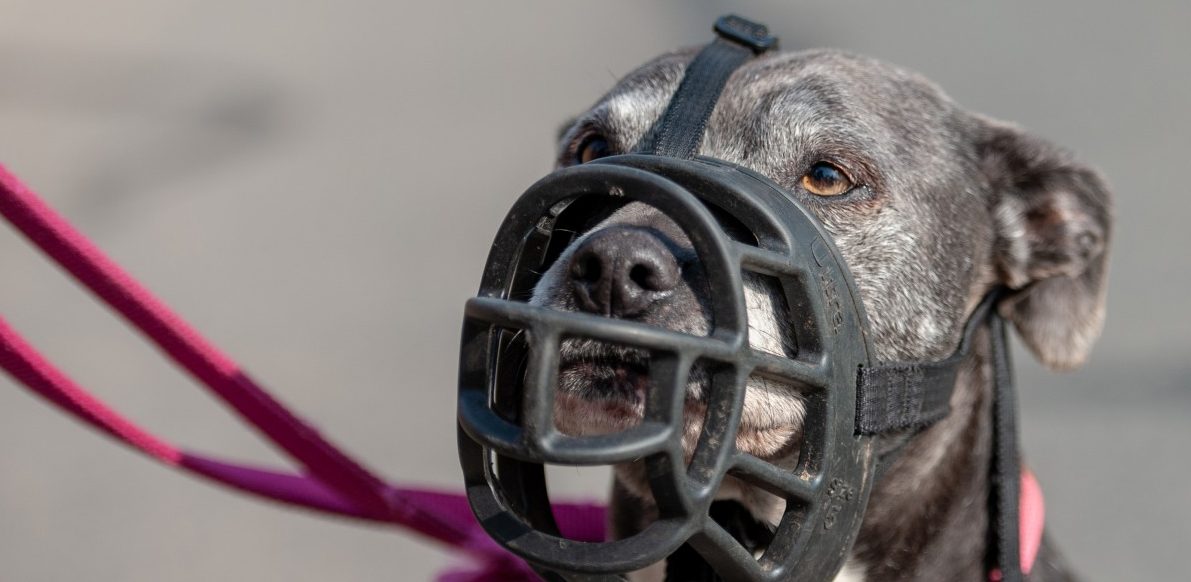 Listenhunde im Fokus: „Ein Hund ist von Natur aus nicht aggressiv“