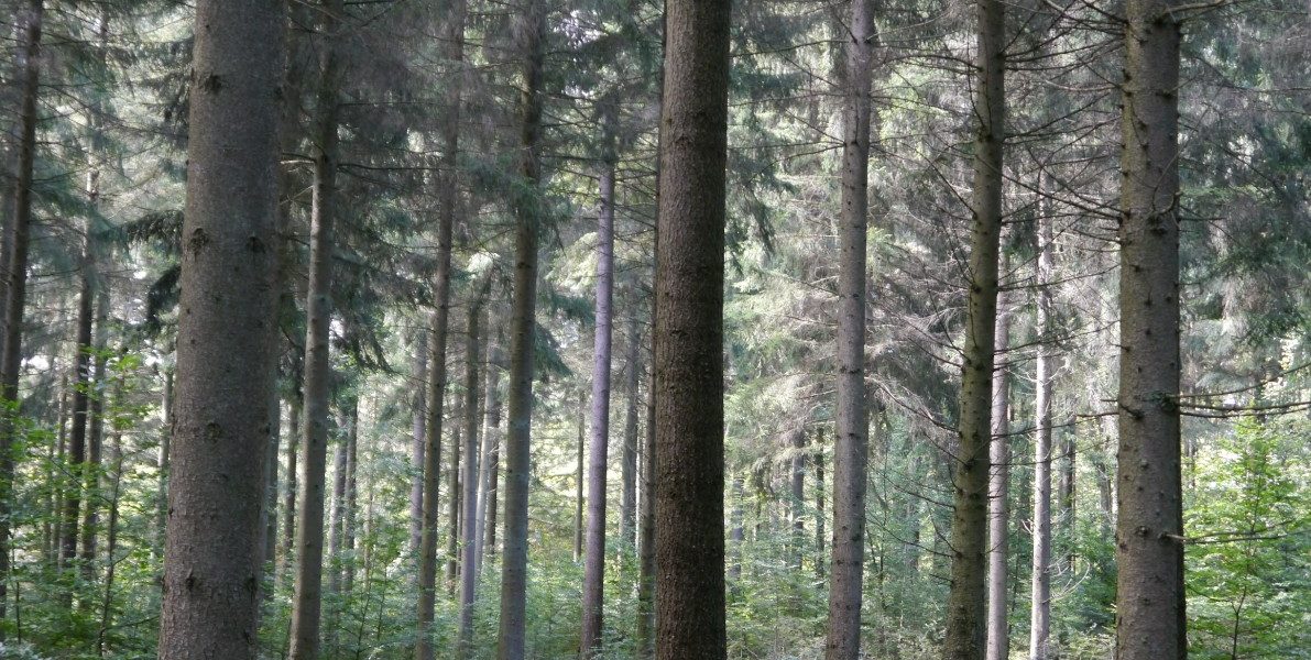 Dem Wald zuliebe: Wie wichtig der Förster für einen gesunden Wald ist