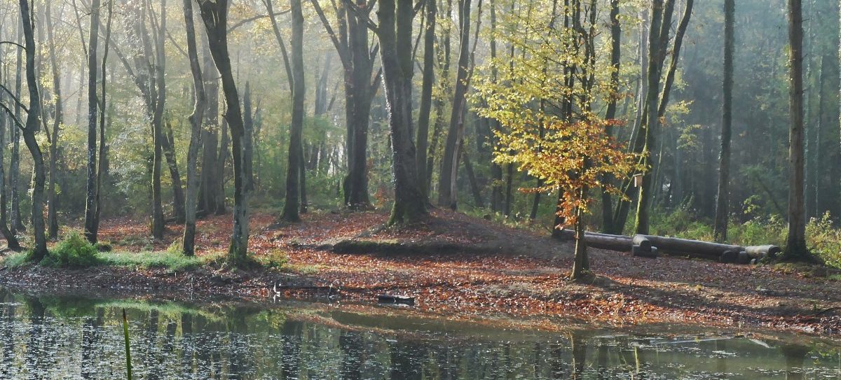 Herbstanbruch: Der Ellergronn zeigt sich von seiner farbigsten Seite
