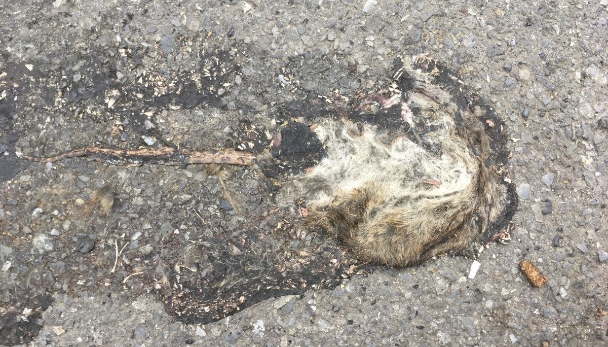 Youtube-Hit aus Esch: Die Überreste eines (mutmaßlichen) Filmstars