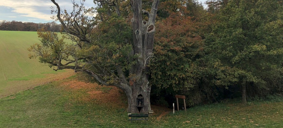Das Monument: Der älteste Baum Luxemburgs