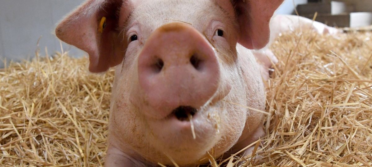 Luxemburger Landwirtschaft: 65 Prozent mehr Gewinn dank guter Erzeugerpreise