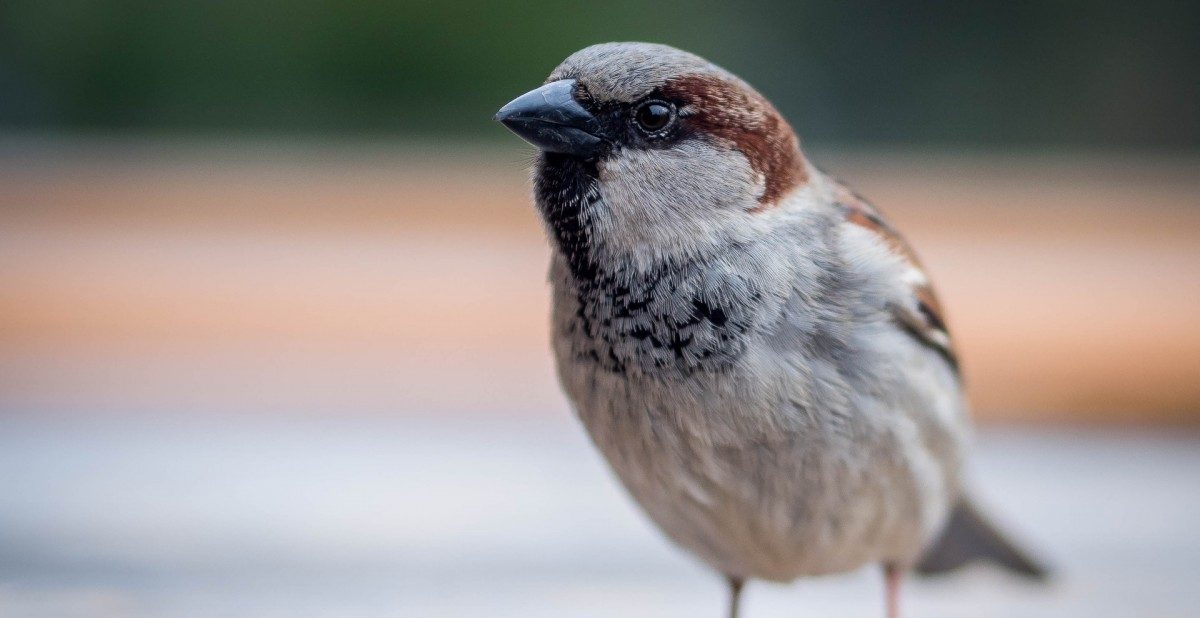 Lernen Sie, wie man heimische Vögel im Winter füttert