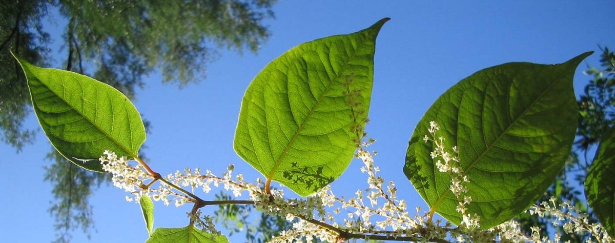 Ungeliebt, aber nicht gefährlich: Der asiatische Knöterich ist in Luxemburg auf dem Vormarsch