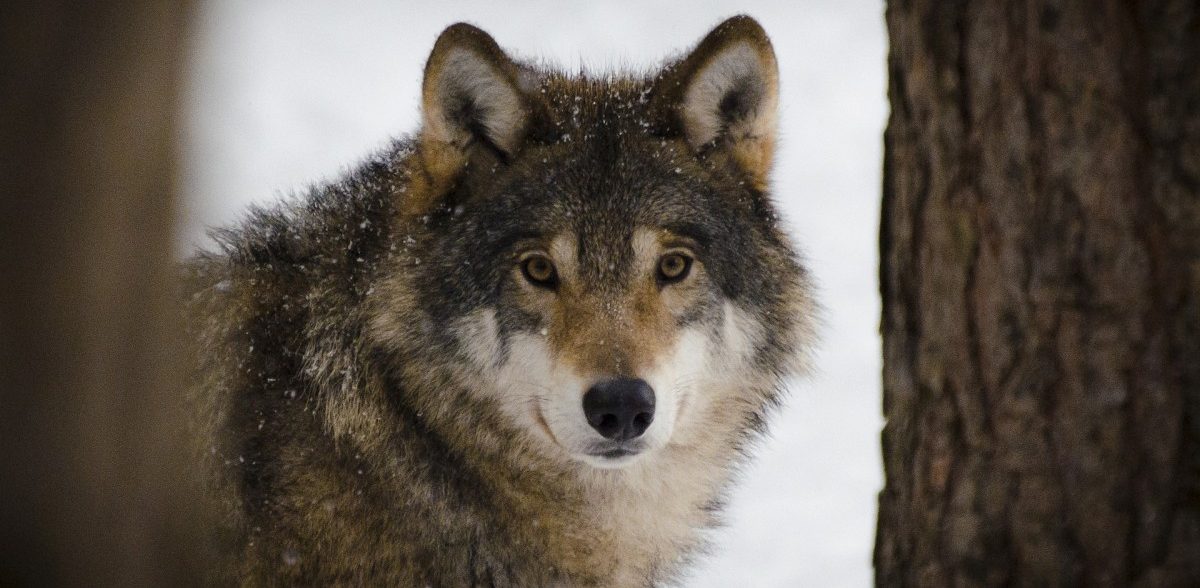 E-Mail an einen Wolf: Konkreter Hinweis im Westen Luxemburgs