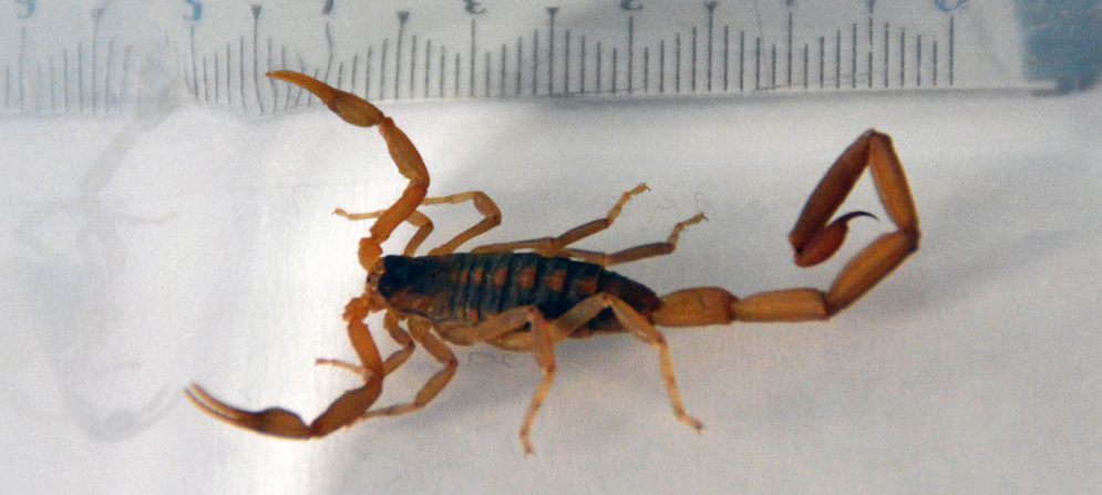 Schlangen, Skorpione, Tausendfüßler – Polizei beschlagnahmt Hunderte Gifttiere in Escher Wohnung