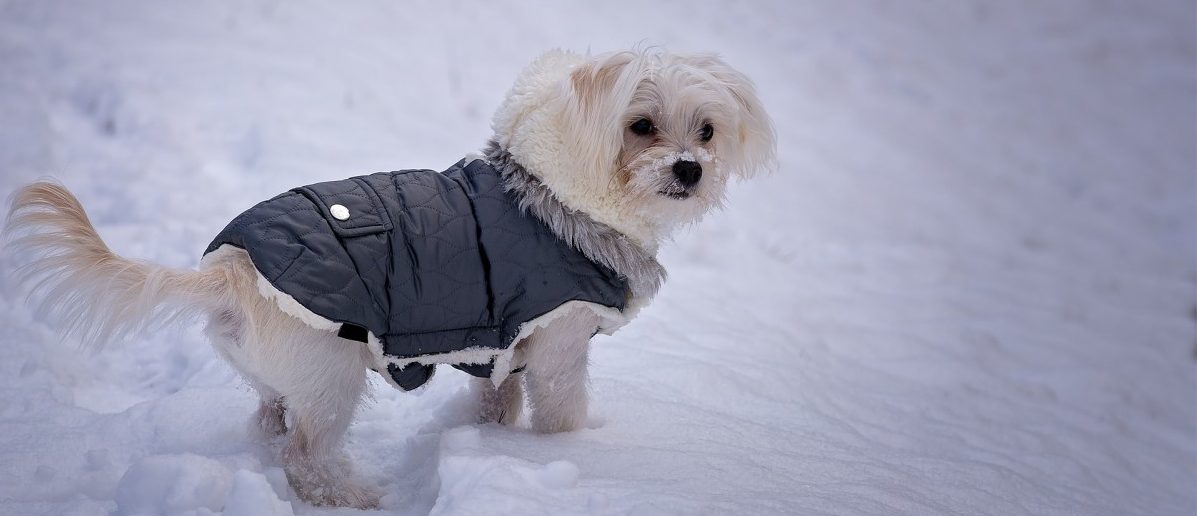 Vier Pfoten und ein Nerz – Auch Hunde brauchen im Winter Klamotten