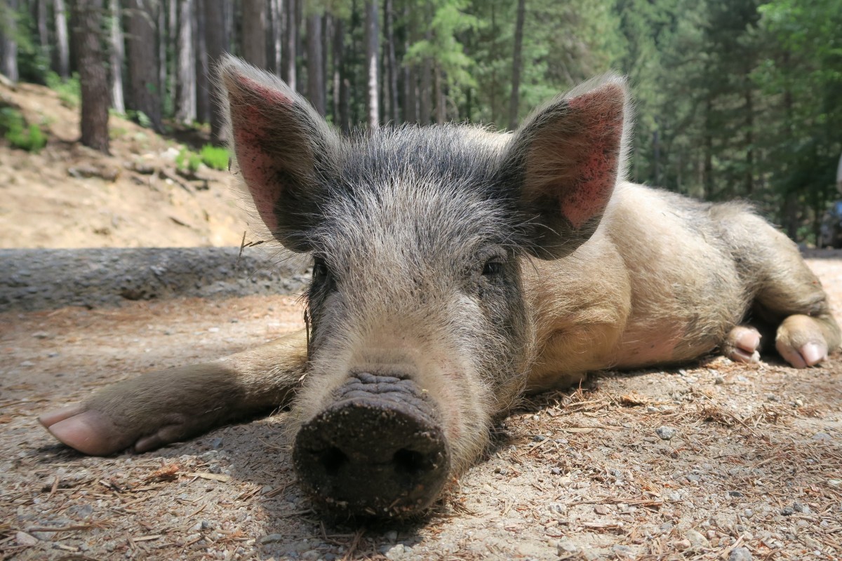 Weiterhin wachsam: Luxemburg ist bislang von Afrikanischer Schweinepest nicht betroffen