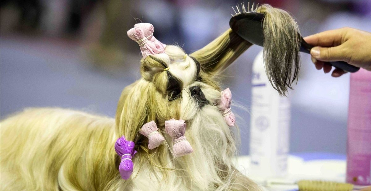 Trotz Kontroversen wegen Tierschutzverstößen: „Dog Expo“ soll im Mai wieder stattfinden