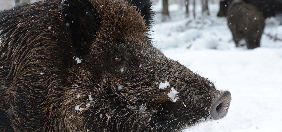 Schweinepest-Überwachungszone in Luxemburg bleibt bestehen – Noch keine Fälle im Land