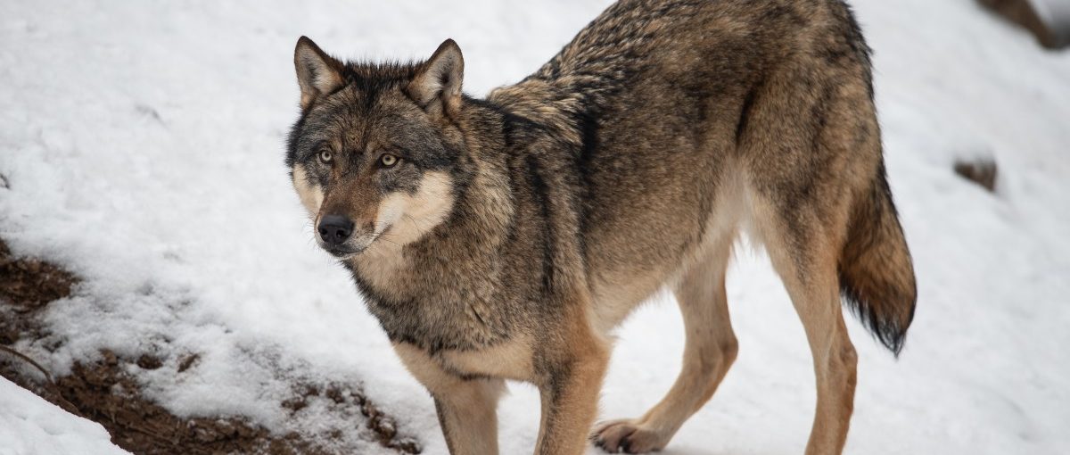 „Wolfsspuren“ zwischen Koerich und Simmern: DNS-Analyse bleibt ergebnislos