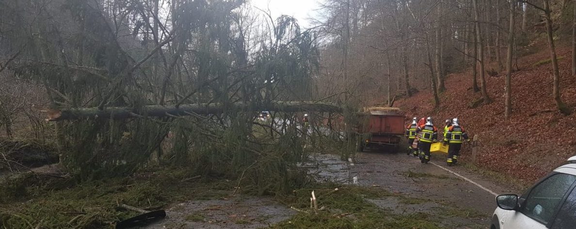 Umstürzender Baum kracht bei Heffingen auf zwei Fahrzeuge - Autofahrer stirbt