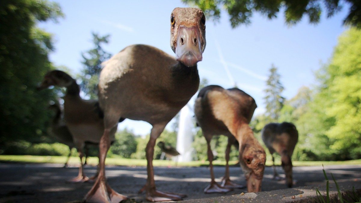 Natur ohne Grenzen: In Luxemburg bleiben Neobioten unter Beobachtung