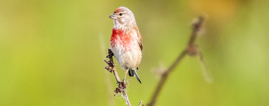 Ein schönes Kerlchen: Der Bluthänfling ist der Vogel des Jahres