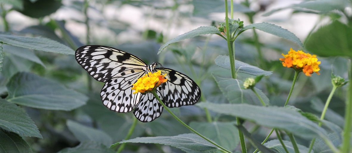 30 Jahre „Päiperleksgaart“: Touristenmagnet in Grevenmacher feiert Geburtstag